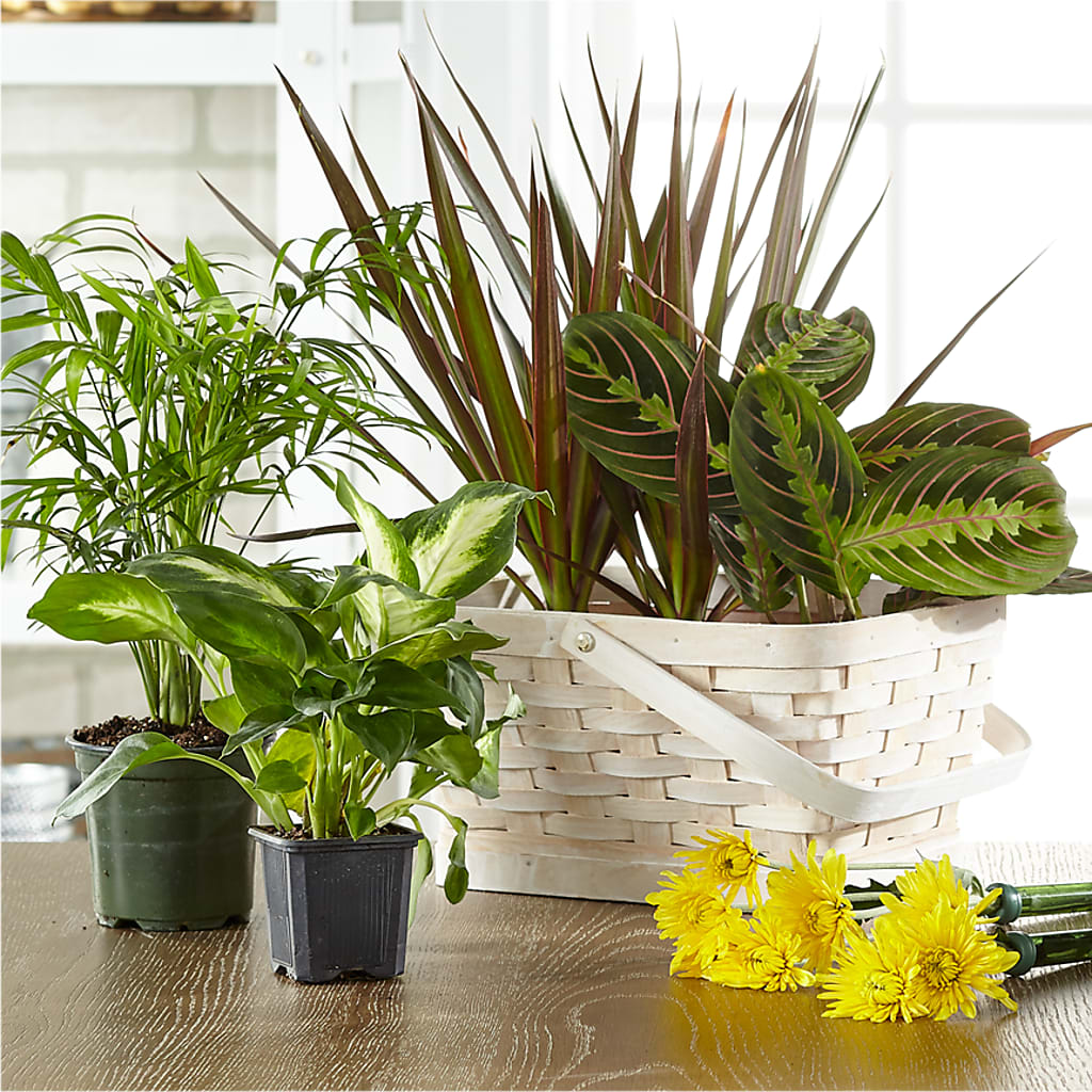 Florist Designed Blooming and Green Plants in a Basket – Palette Flower, Austin TX