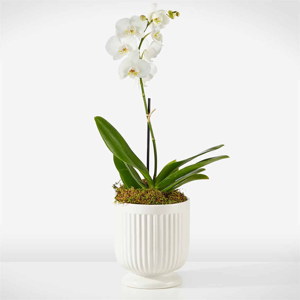 Whispering White Orchid – Palette Flower, Austin TX
