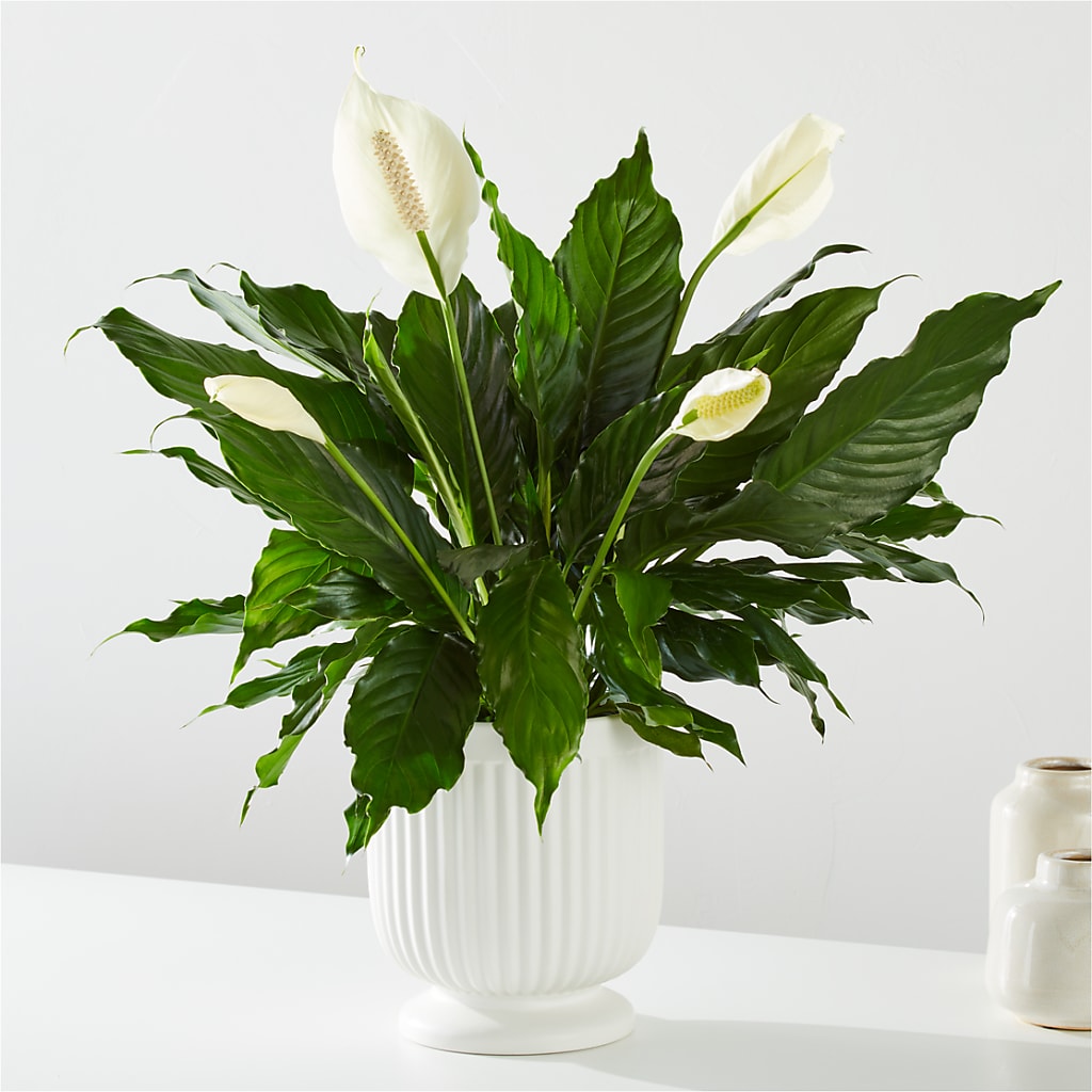 Comfort Planter – Palette Flower, Austin TX