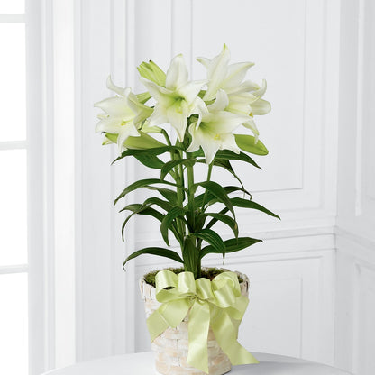 Easter Lily Plant –  Palette Flower, Austin TX